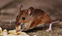 24 Hour & Emergency Exterminators in Linfield, PA